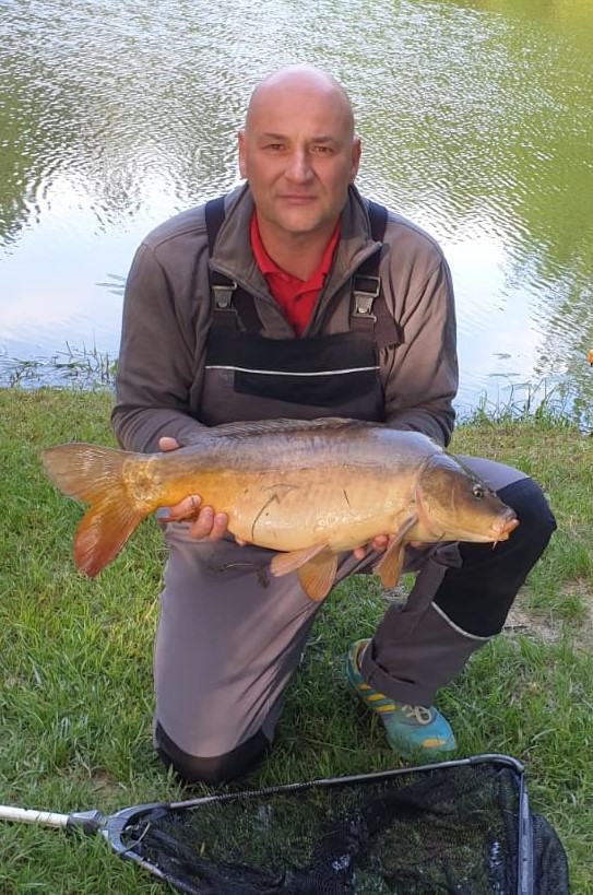 Schöner Spiegelkarpfen aus dem Haselohteich. Petri Heil.